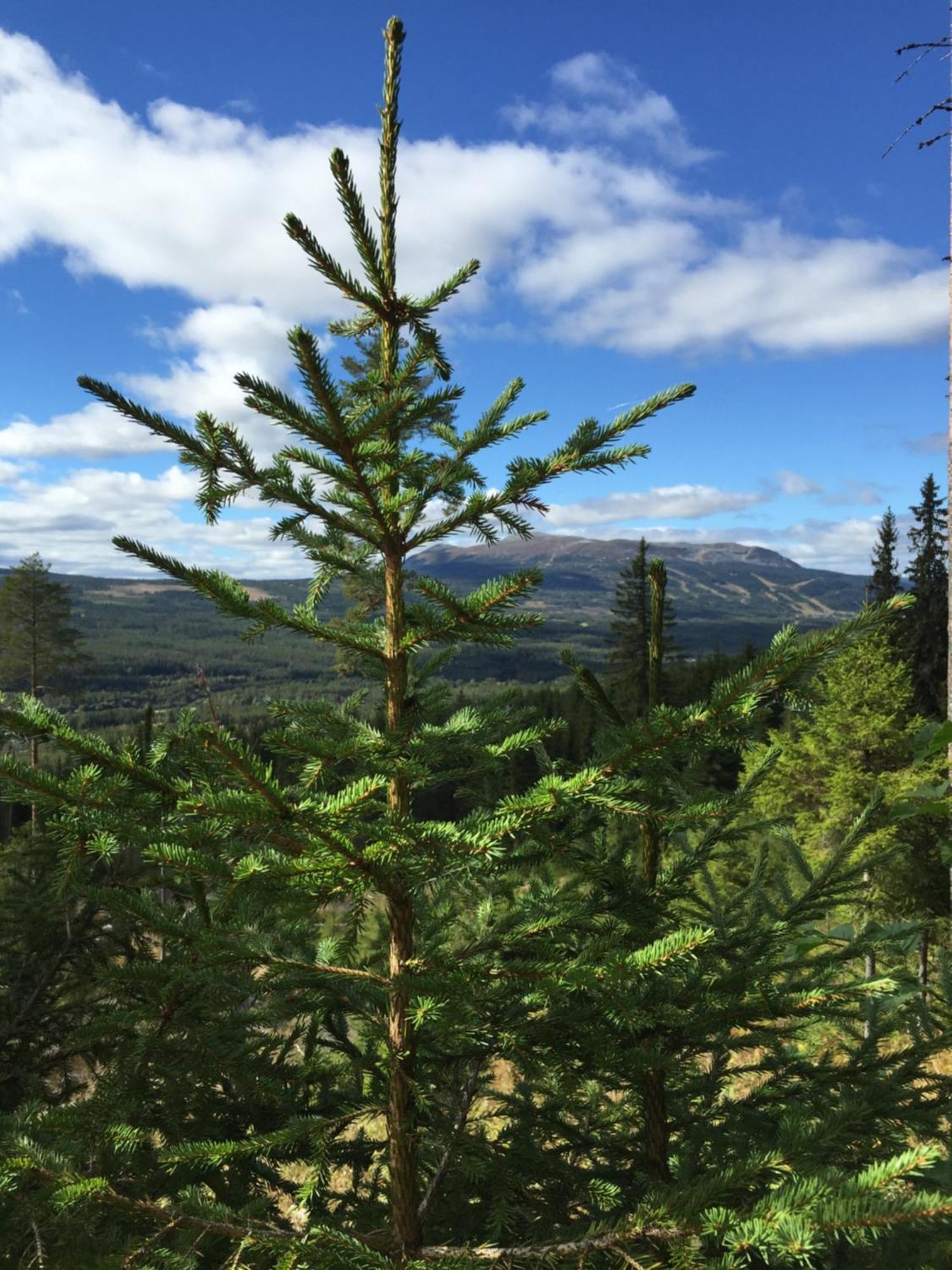 In The Middle Of Trysil Fjellet - Welcome Center - Apartment With 4 Bedrooms And Sauna - By Bike Arena And Ski Lift Экстерьер фото